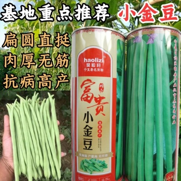小金豆种子芸豆种子绿荚扁圆无筋肉厚抗病高产基地专用款