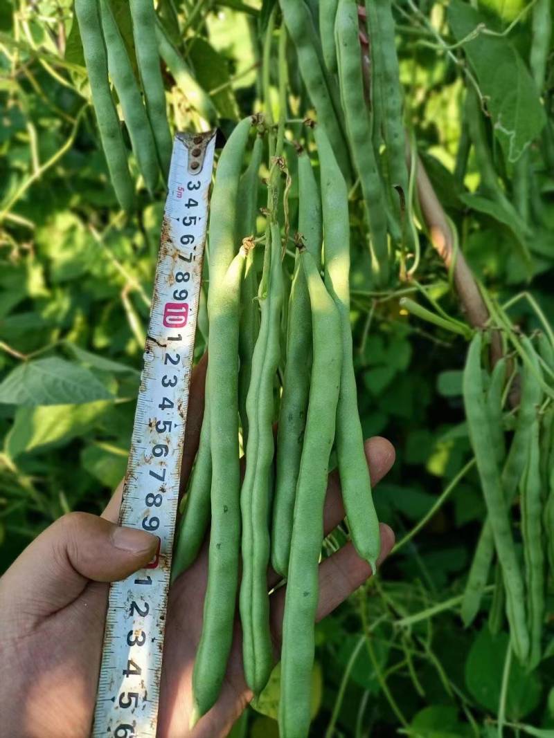 小金豆种子芸豆种子绿荚扁圆无筋肉厚抗病高产基地专用款