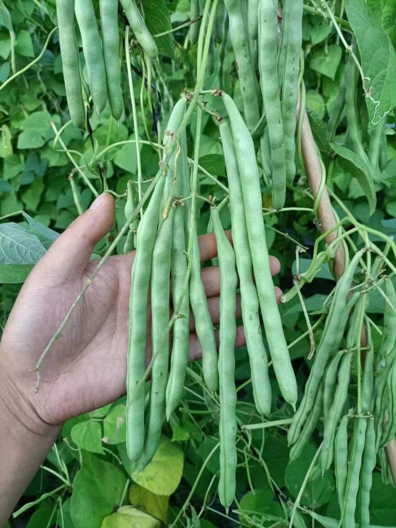 小金豆种子芸豆种子绿荚扁圆无筋肉厚抗病高产基地专用款