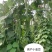 小金豆种子芸豆种子绿荚扁圆无筋肉厚抗病高产基地专用款