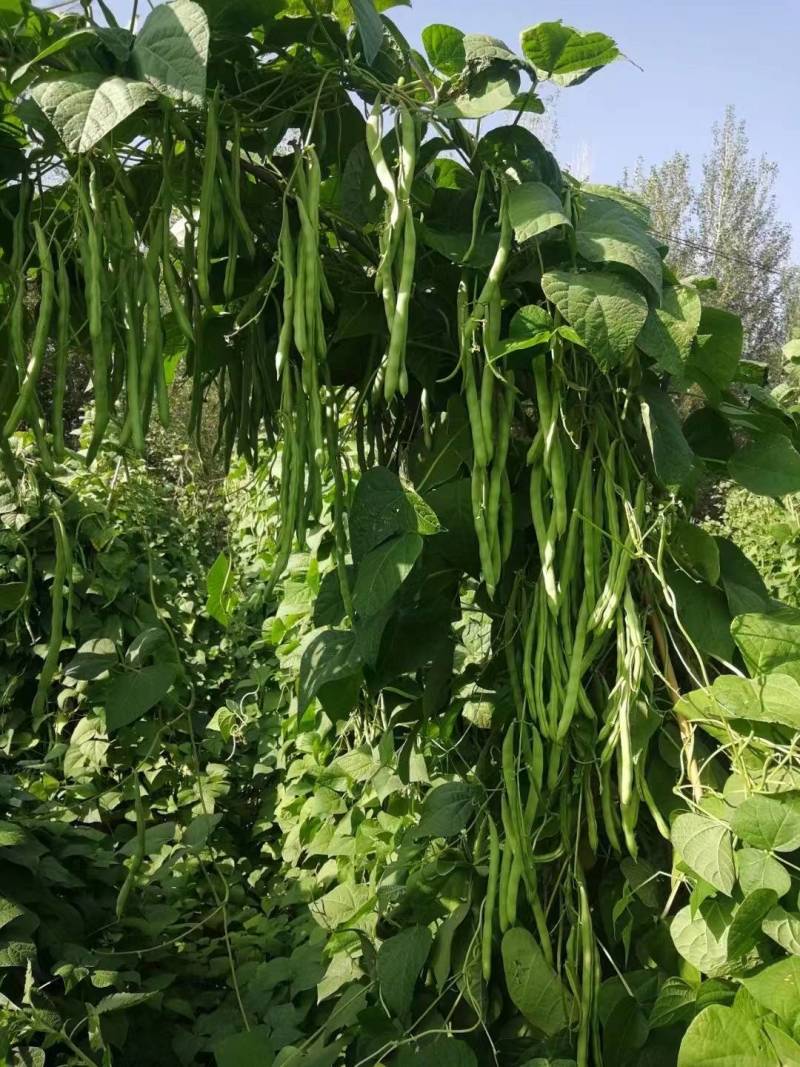 小金豆种子芸豆种子绿荚扁圆无筋肉厚抗病高产基地专用款