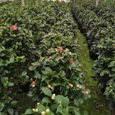赤丹茶花大红花带花苞基地直发批发大小规格齐全冠幅均匀