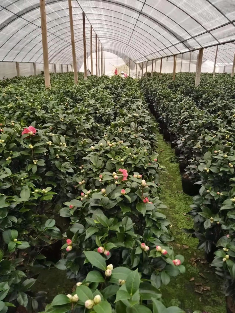 赤丹茶花大红花带花苞基地直发批发大小规格齐全冠幅均匀
