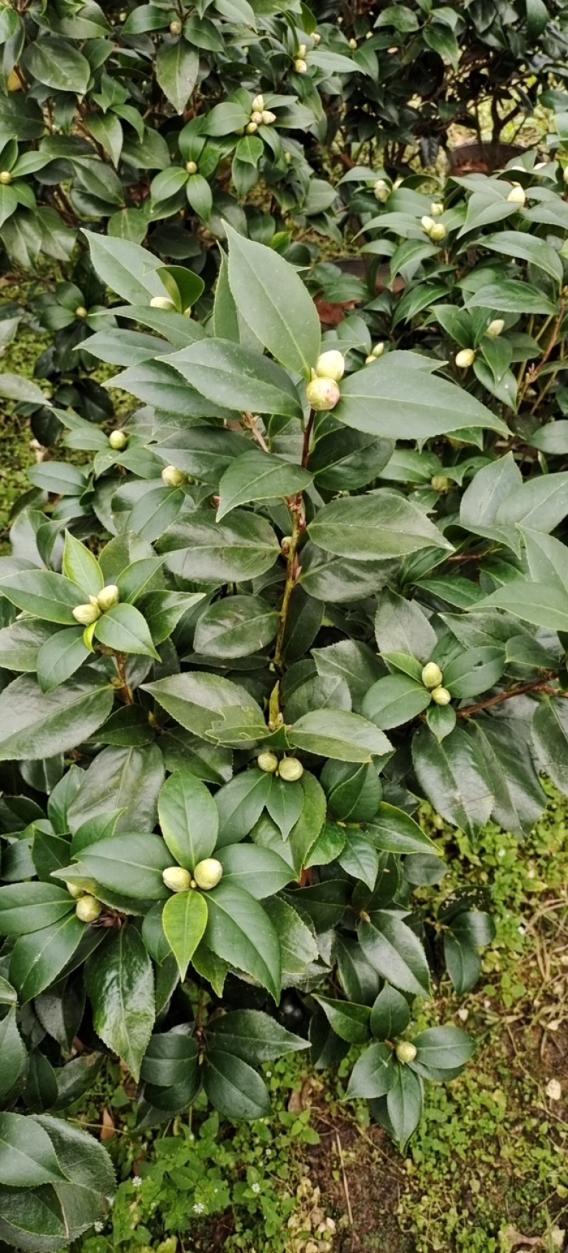 赤丹茶花大红花带花苞基地直发批发大小规格齐全冠幅均匀