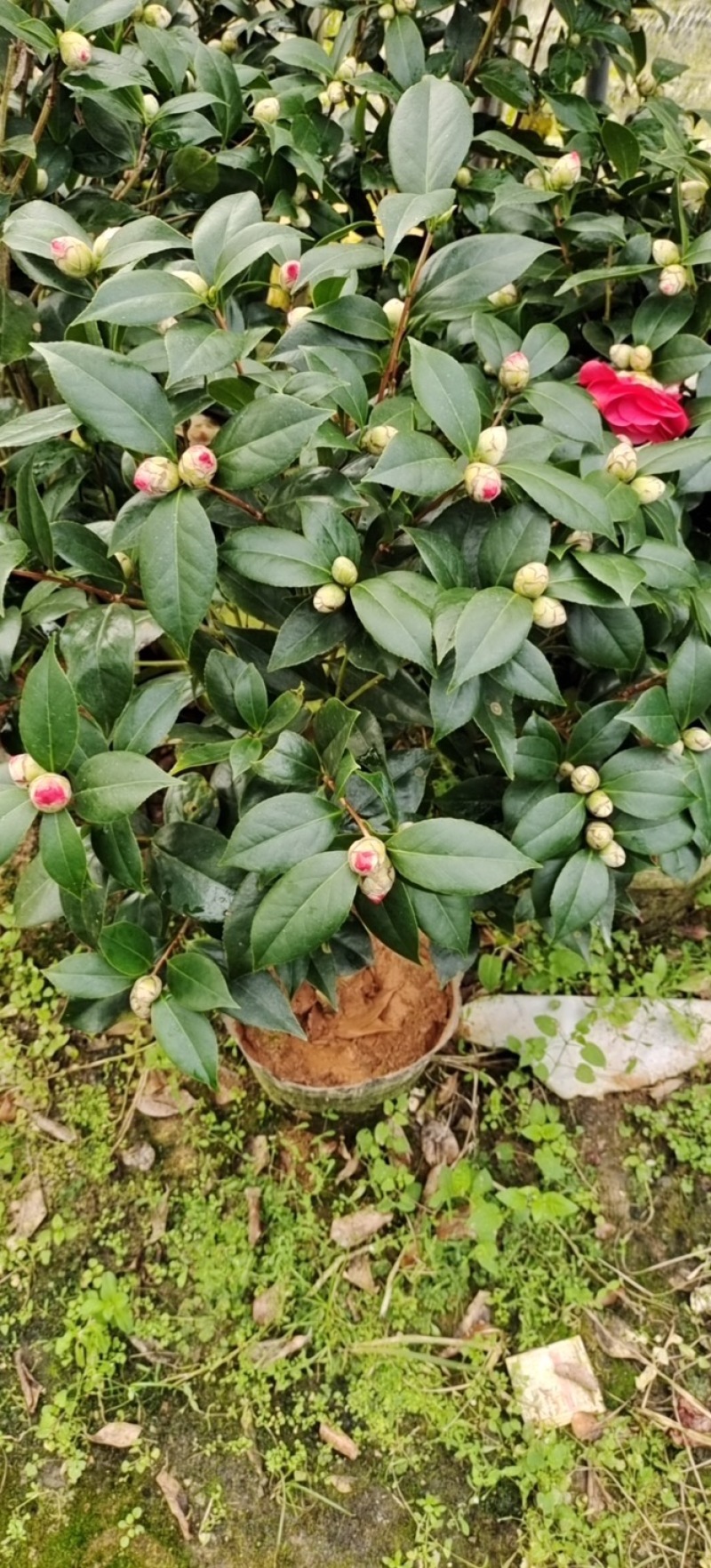 赤丹茶花大红花带花苞基地直发批发大小规格齐全冠幅均匀
