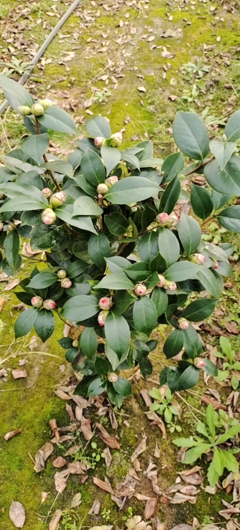 赤丹茶花大红花带花苞基地直发批发大小规格齐全冠幅均匀