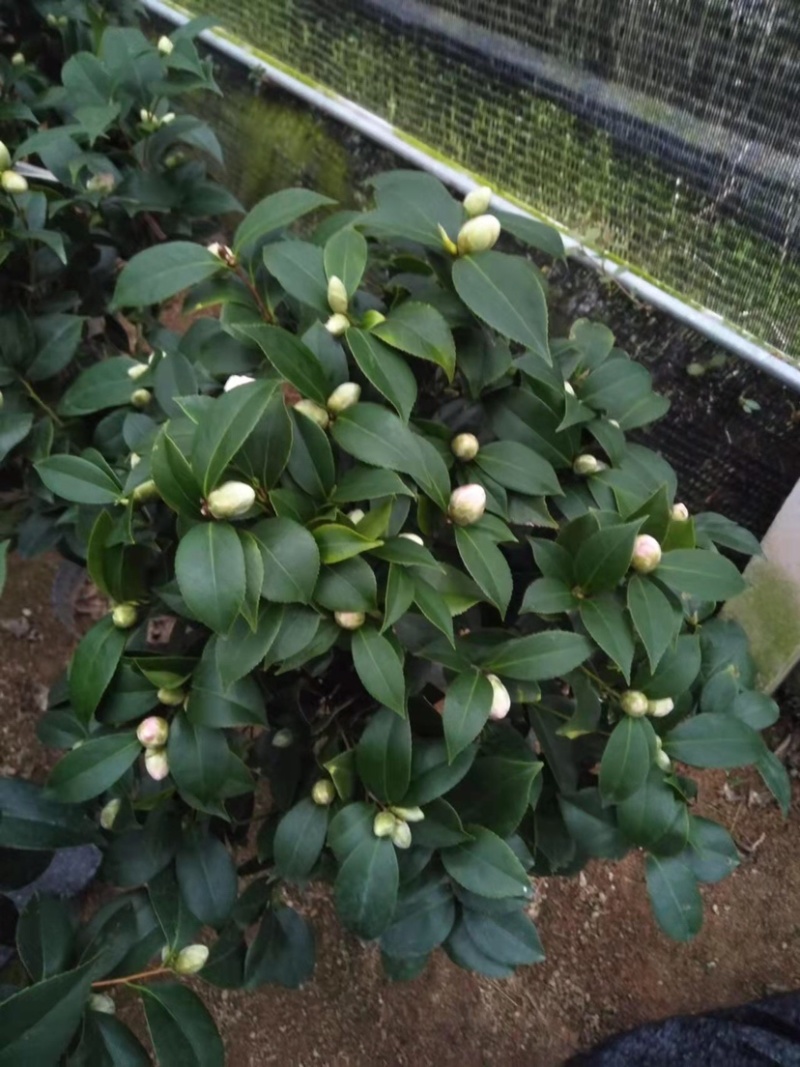 赤丹茶花大红花带花苞基地直发批发大小规格齐全冠幅均匀
