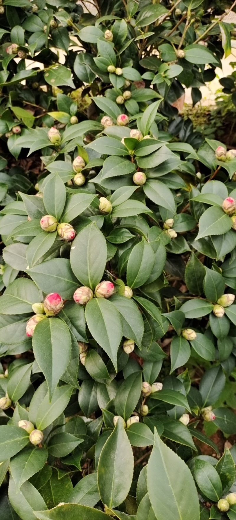 赤丹茶花大红花带花苞基地直发批发大小规格齐全冠幅均匀