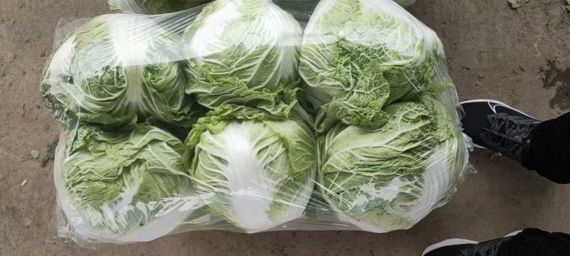 大白菜，河南焦作秦白二号大量供应，基地直供，一手货源