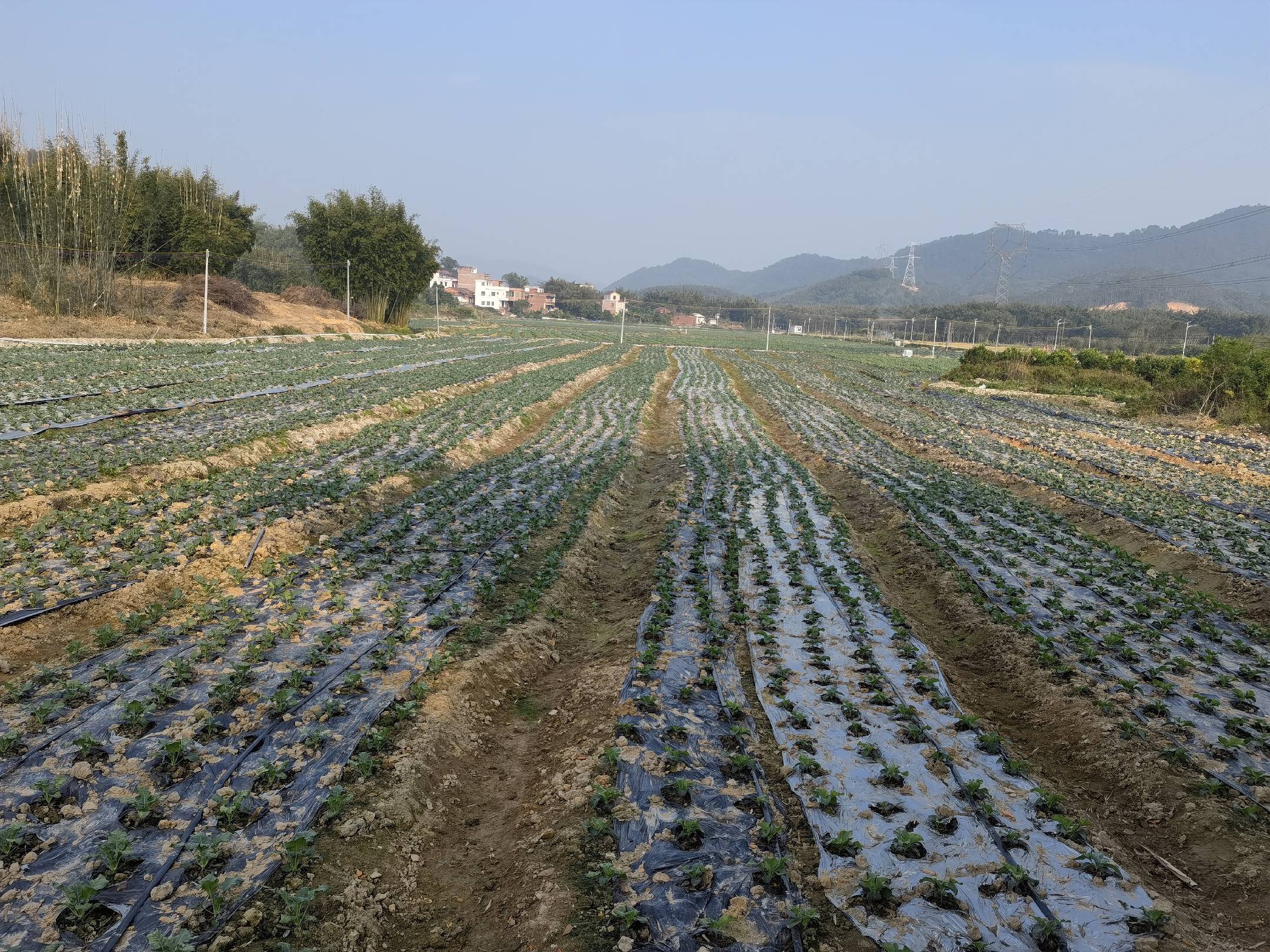 地图形式展示中国四大区域(华东、华北、西南、华南)西兰花种植密度差异,各区域用不同颜色标注典型株行距数值,并配有代表性地形、气候图标,如雨滴、太阳、山脉等,帮助理解地理因素对种植密度的影响 西兰花全国主要产区种植密度分布图