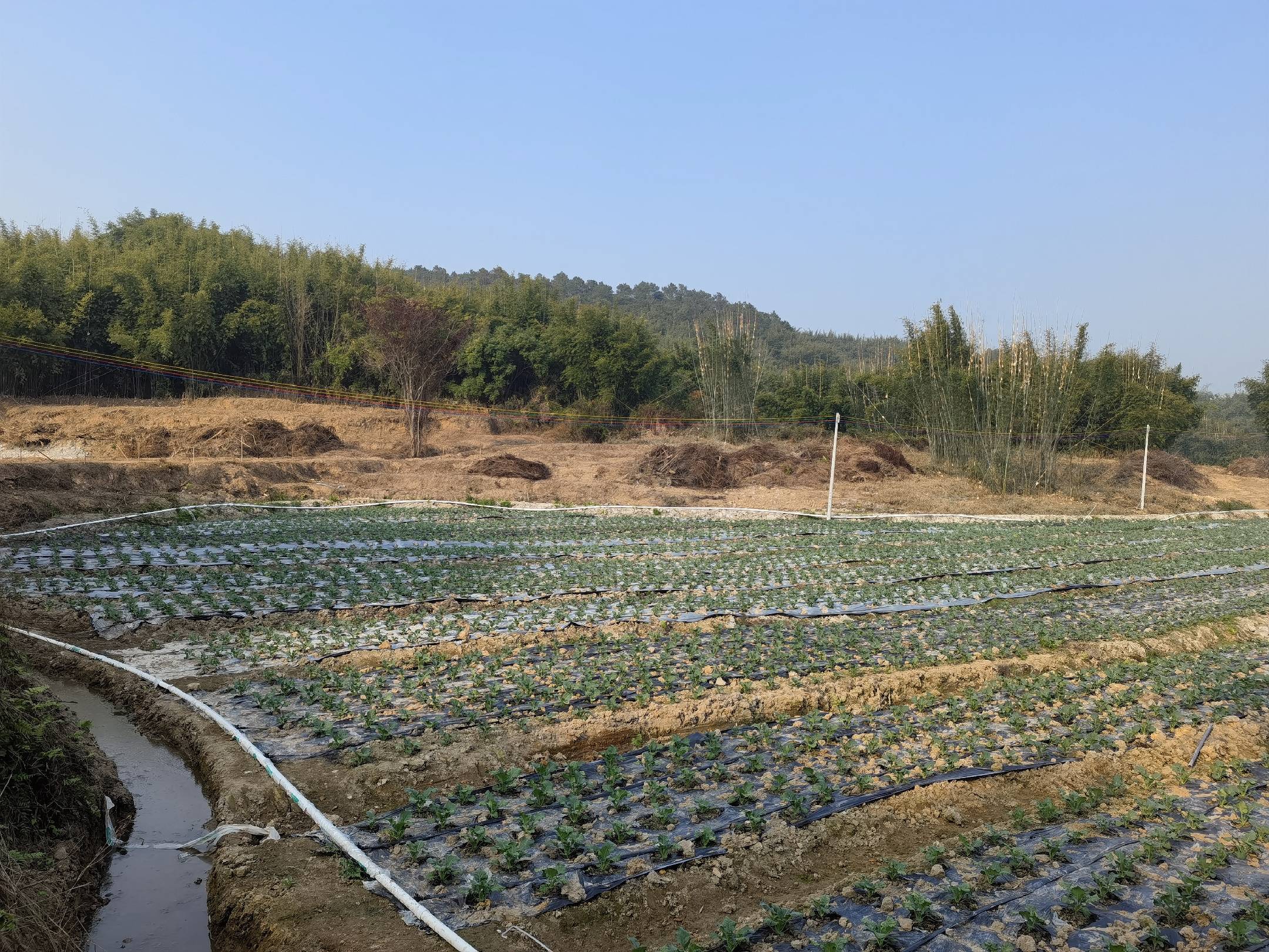 马兰头植株图