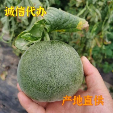 绿宝甜瓜产地专业代办供应全国批发市场电商团购等