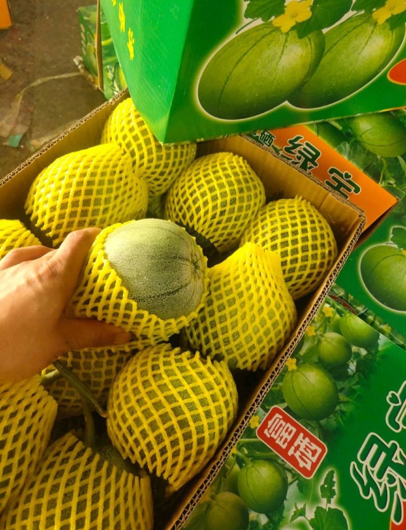 绿宝甜瓜产地专业代办供应全国批发市场电商团购等