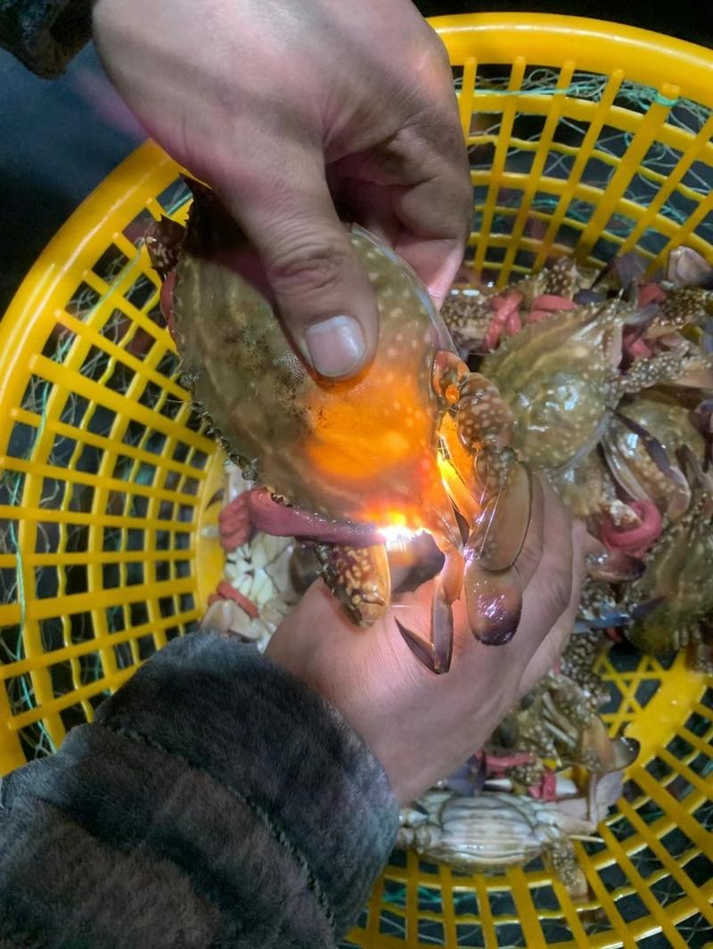 红膏蟹膏蟹带黄肥蟹酒店食材腌蟹下单前咨询客服