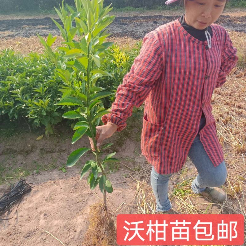 香橙兜沃柑苗，大叶积橙沃柑苗，酸柑头沃柑苗，红桔头沃柑苗
