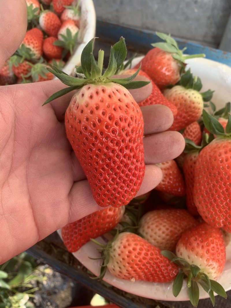 甜宝草莓