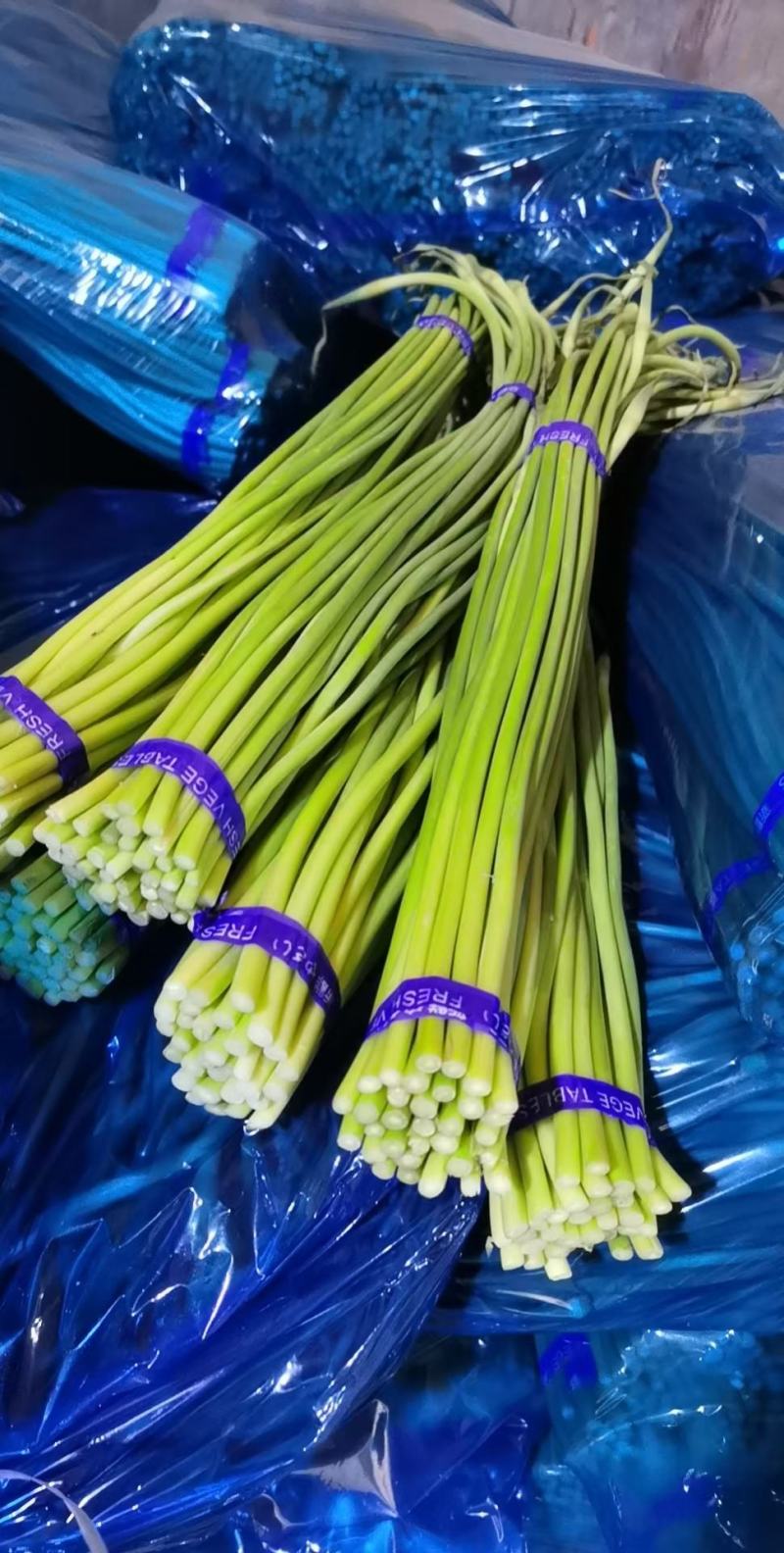 山东金乡蒜薹无斑点条长货源充足代发全国