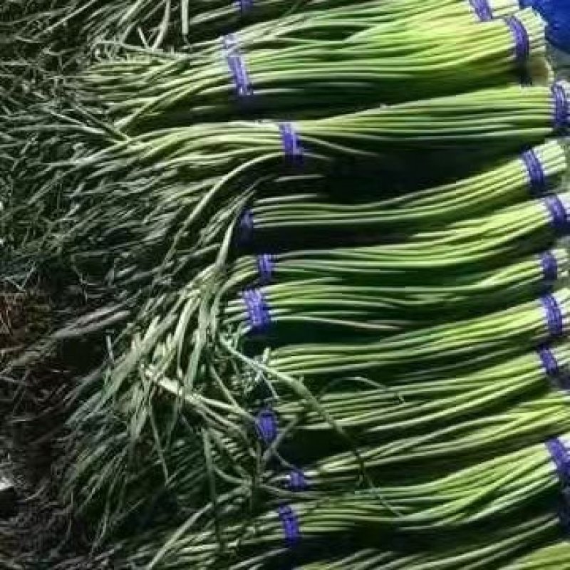 热卖优质蒜苔，产地优质蒜苔，红帽白帽大量有货！
