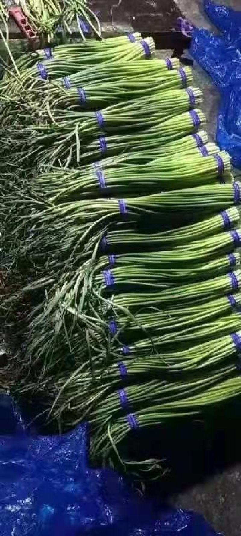 热卖优质蒜苔，产地优质蒜苔，红帽白帽大量有货！
