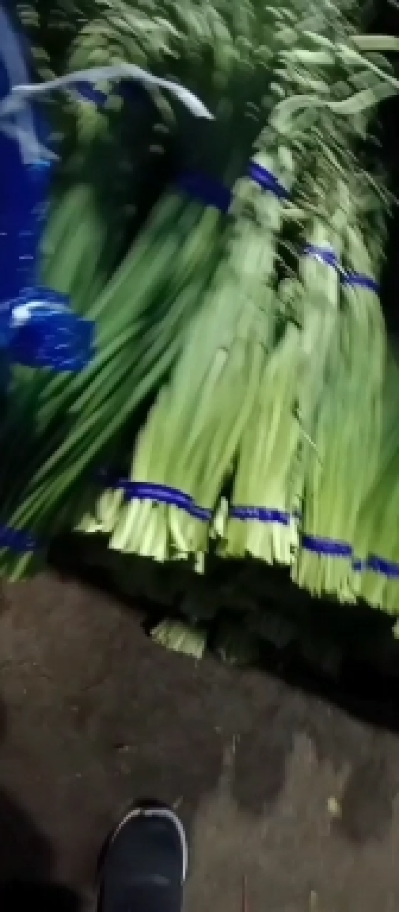热卖优质蒜苔，产地优质蒜苔，红帽白帽大量有货！