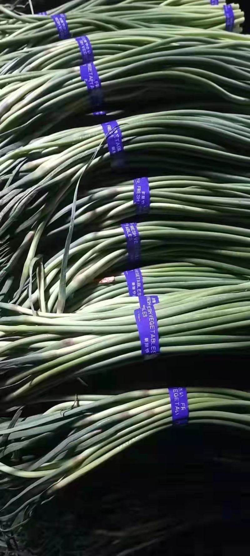 热卖优质蒜苔，产地优质蒜苔，红帽白帽大量有货！