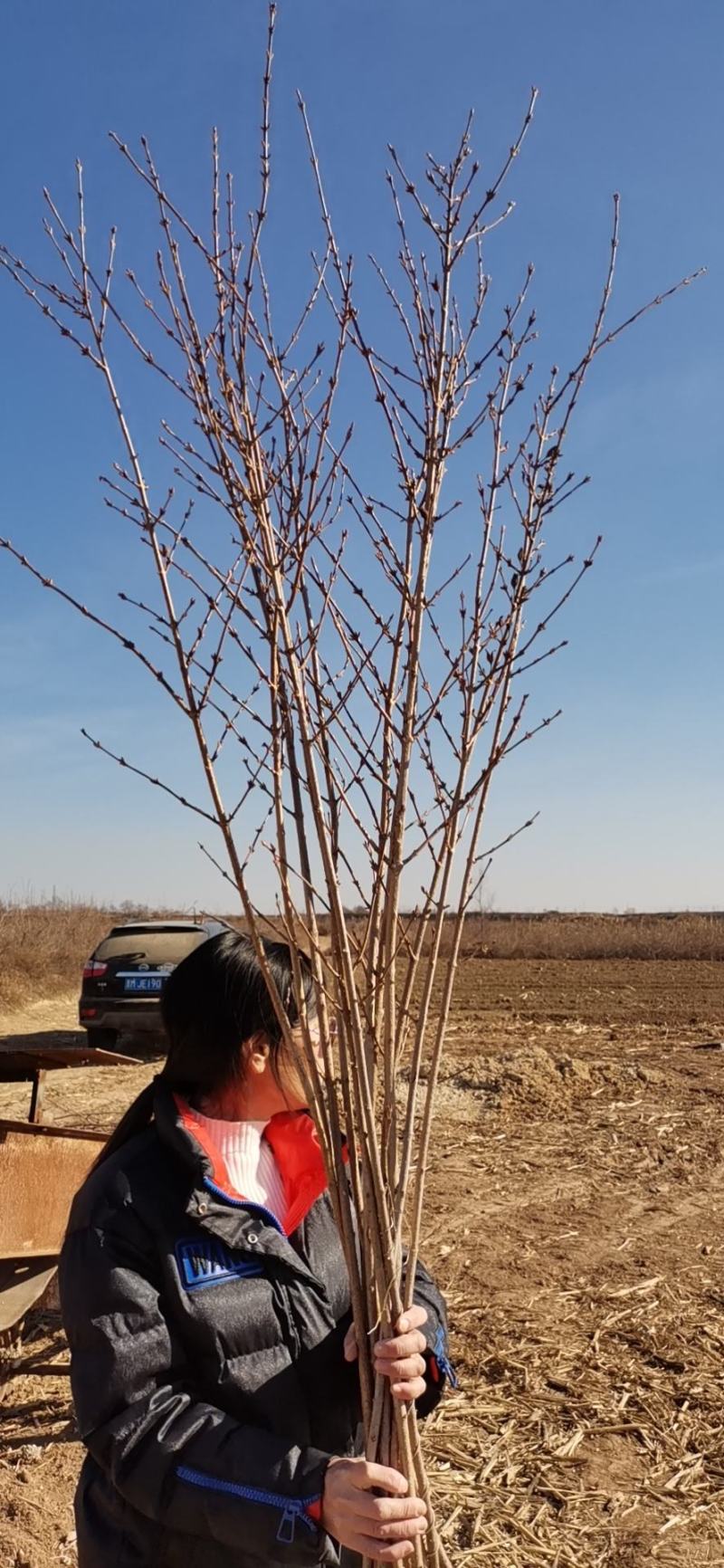 寸寸金串串金干枝花鲜花