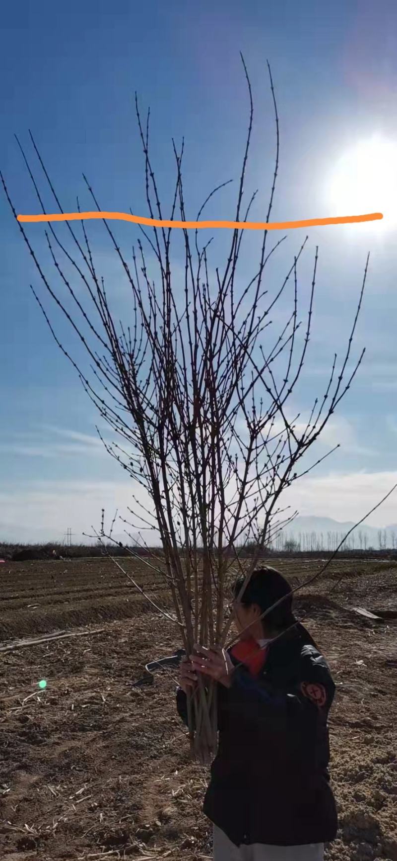 插花寸寸金串串金