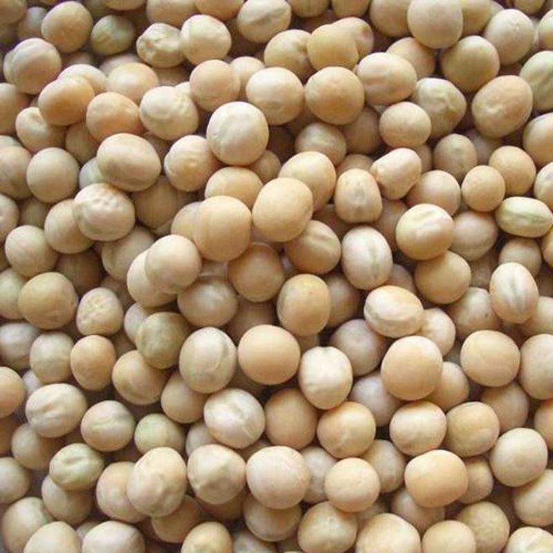 豌豆干豌豆颗粒饱满质量好保质保量发货快货源充足