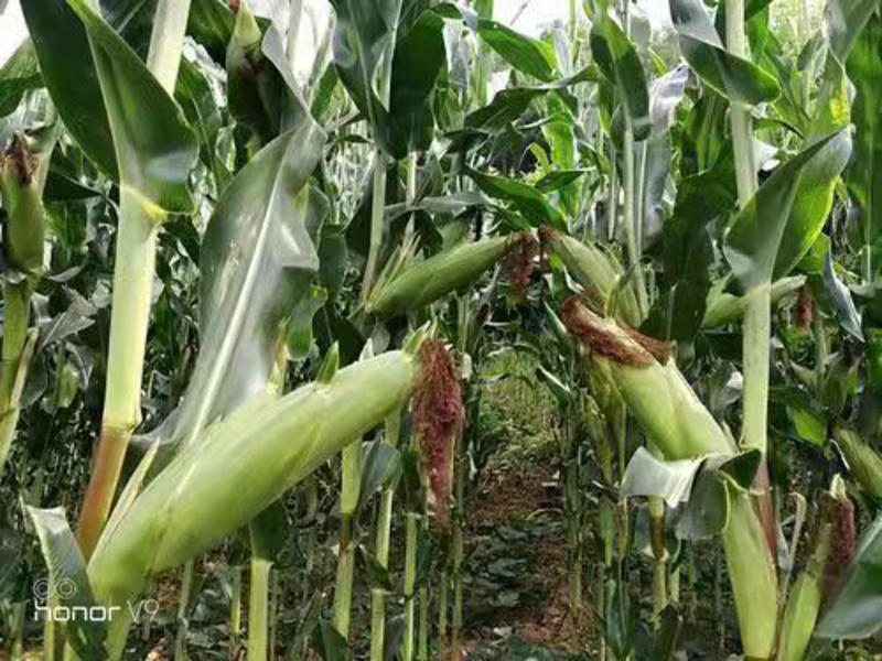 玉米种子农科大8号，抗倒伏，轴细粒粒饱满，保质保量。