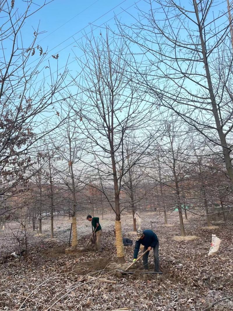 橡树美国红栎娜塔莉10-18公分苗圃一手货源。