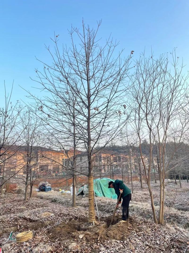 橡树美国红栎娜塔莉10-18公分苗圃一手货源。