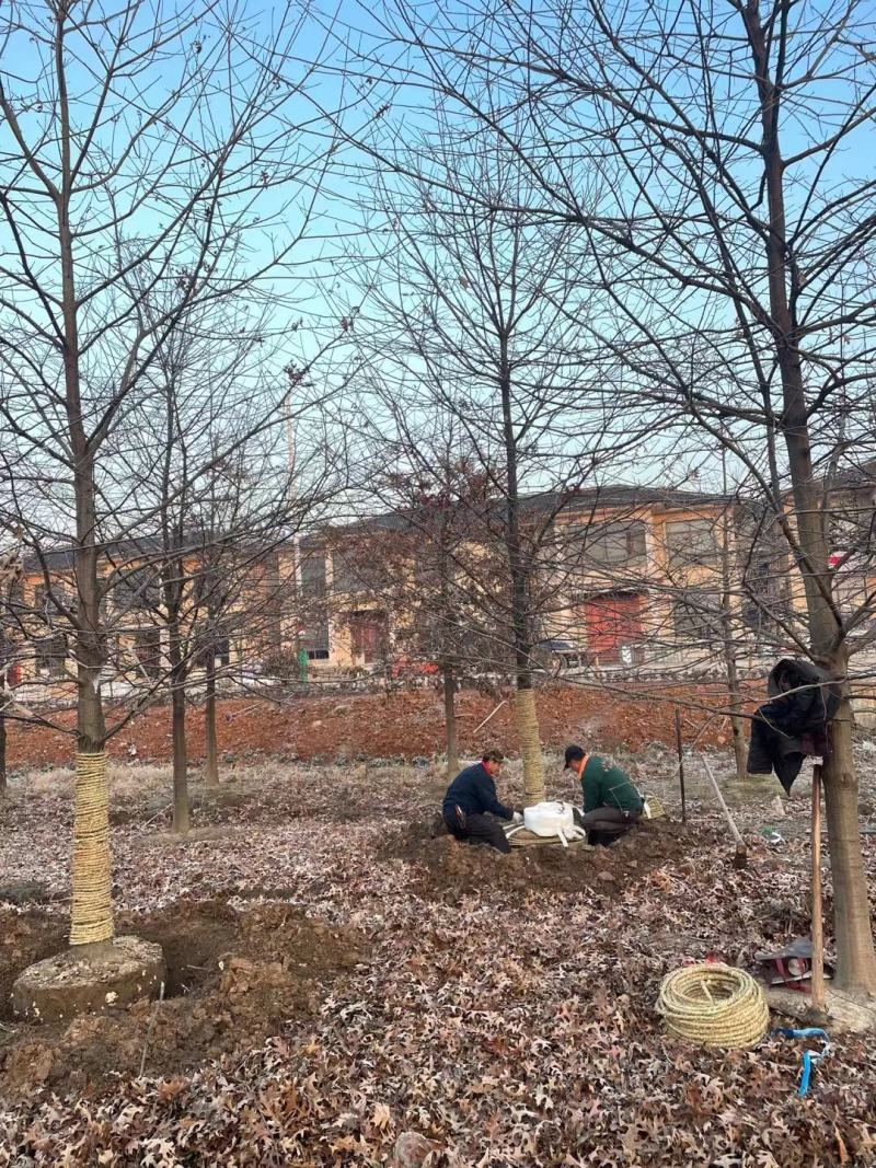 橡树美国红栎娜塔莉10-18公分苗圃一手货源。