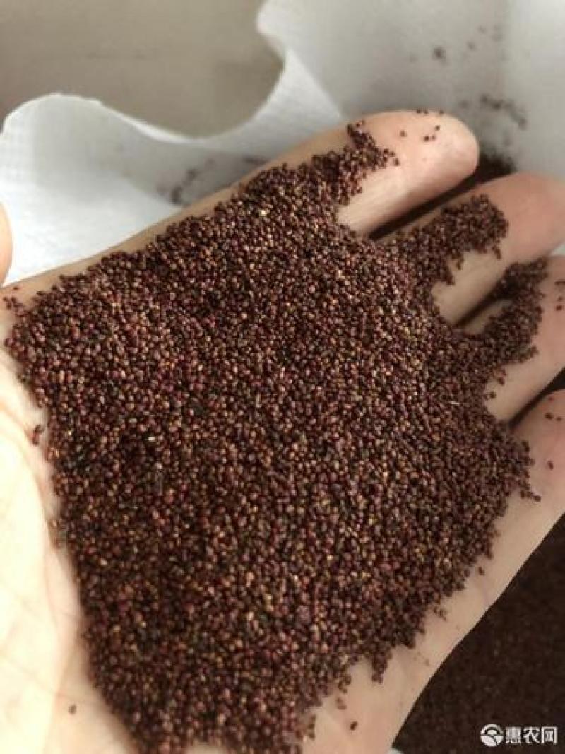 蛇莓种子野生草莓多年生园林地被花籽草坪点缀庭院盆栽花
