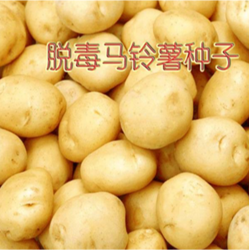 土豆种，精品土豆种大量供应，大量有货，产量高