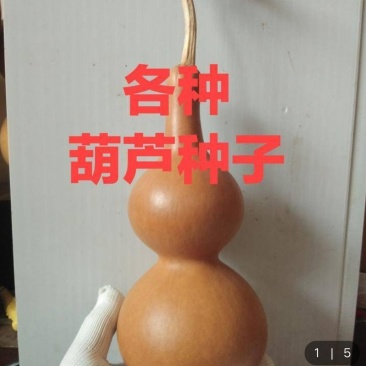 各种葫芦种子有售