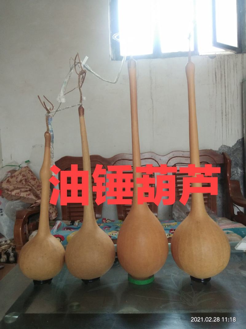 各种葫芦种子有售