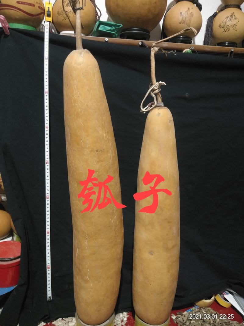 各种葫芦种子有售