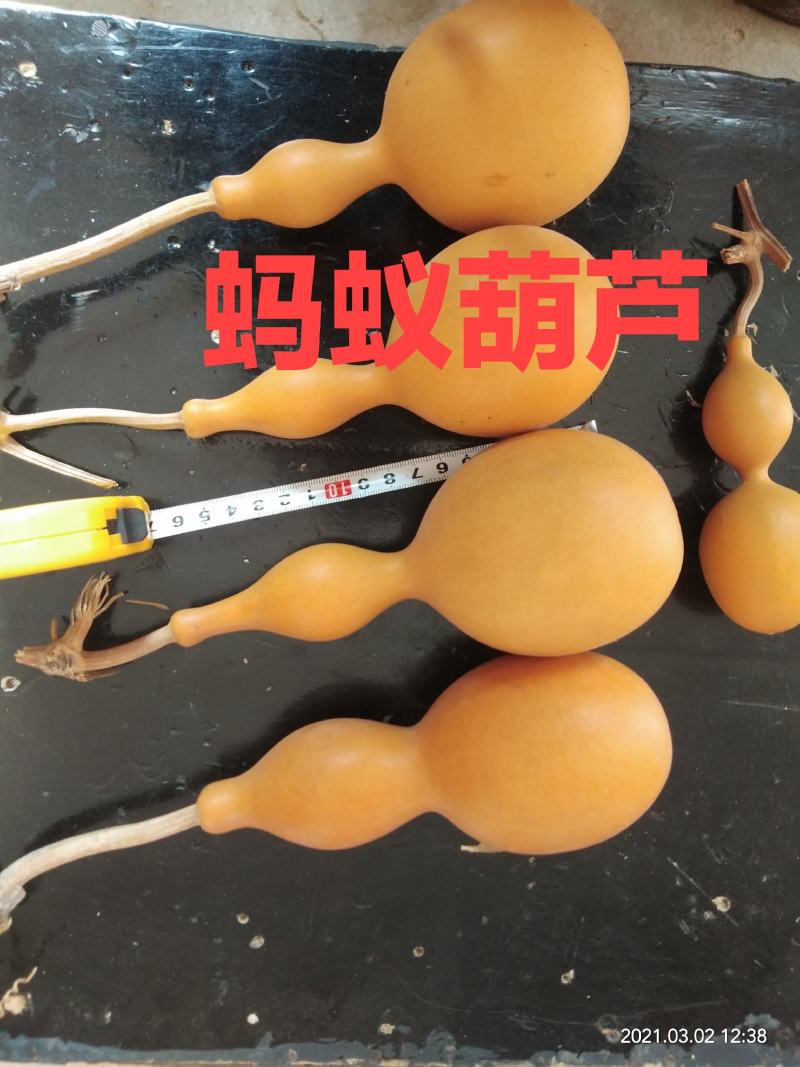 各种葫芦种子有售