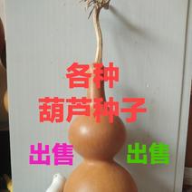葫芦zhongzi，品种全，包发芽。