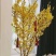 寸寸金串串金干枝花鲜花