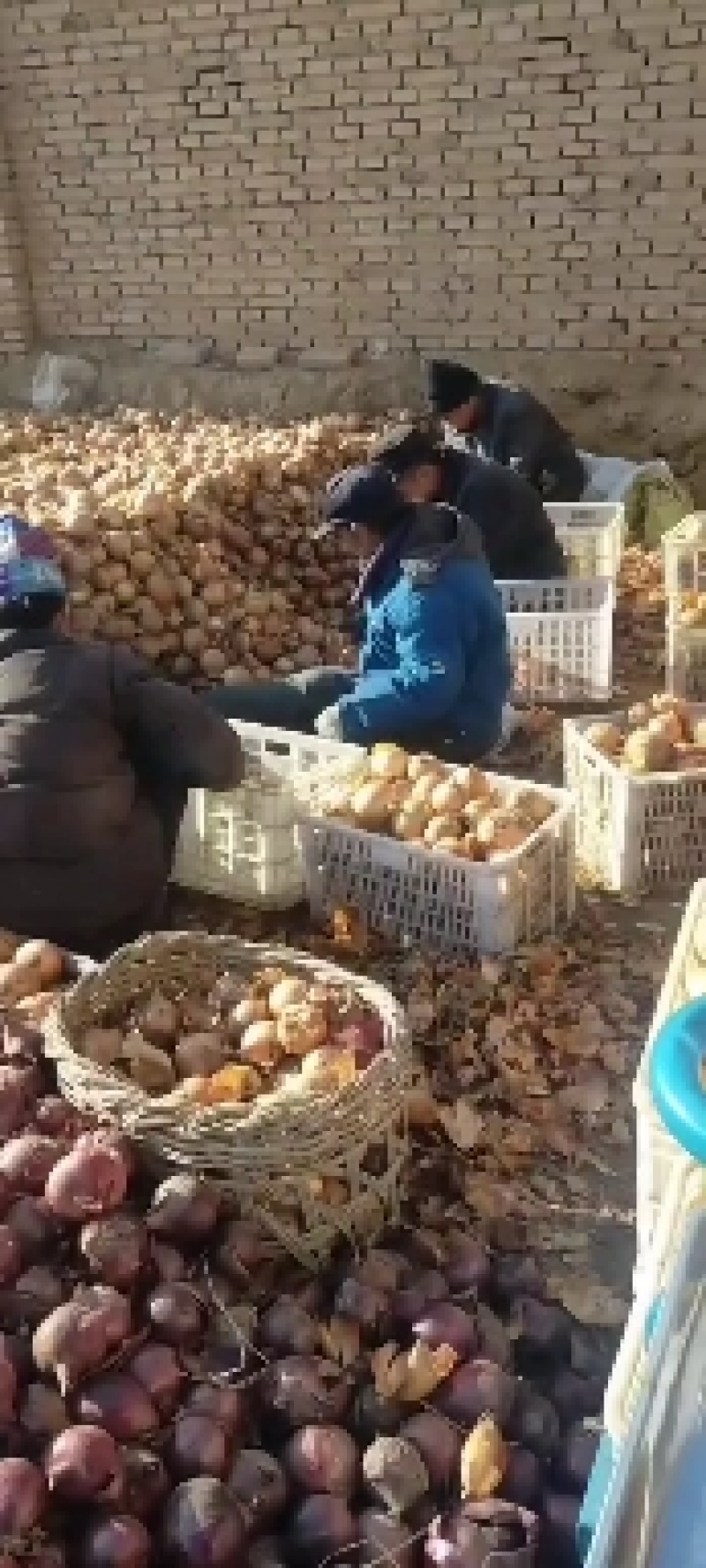 洋葱产地