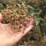 【推荐】山东2023新货青花椒色选无刺质量保证