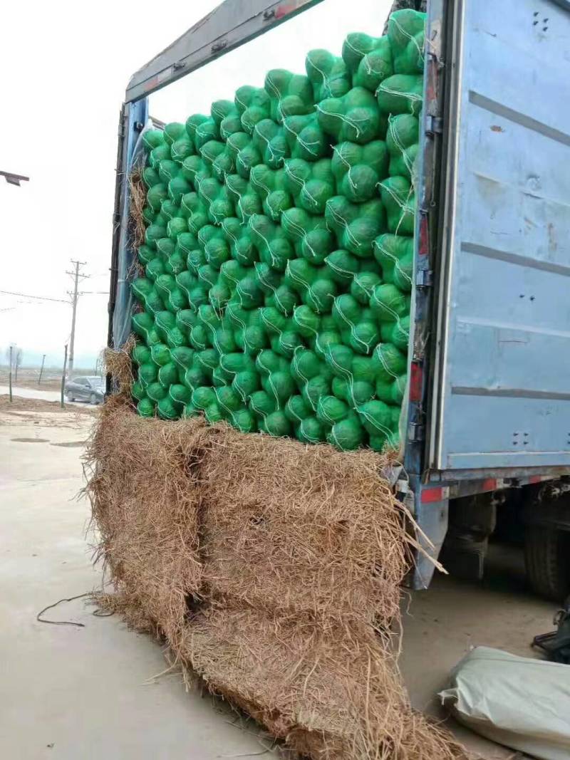 甘蓝，湖北当阳市精品旺旺圆包菜，质量保证量大优惠