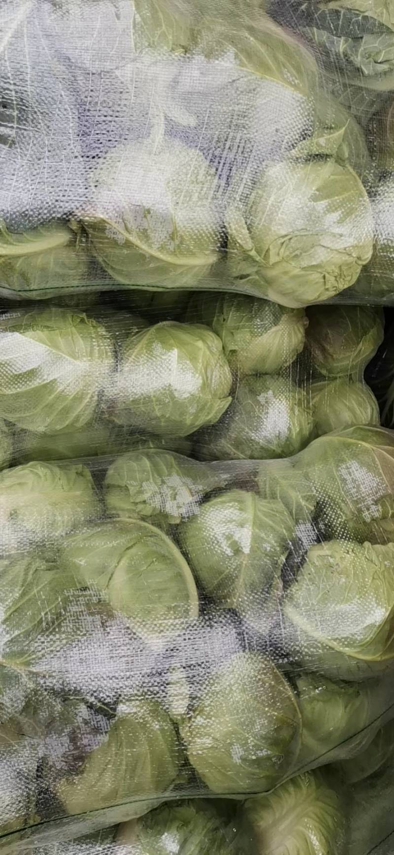 甘蓝，湖北当阳市精品旺旺圆包菜，质量保证量大优惠