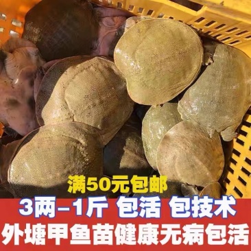 网红麻辣甲鱼半斤到一斤养殖基地现抓现发价格优惠包邮包活