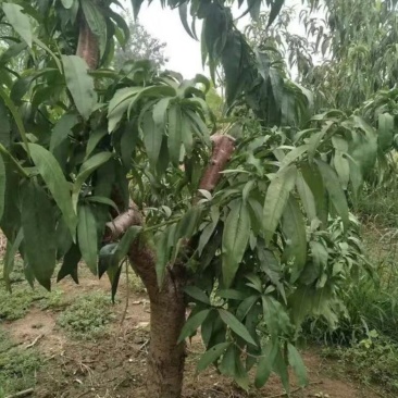 桃树
