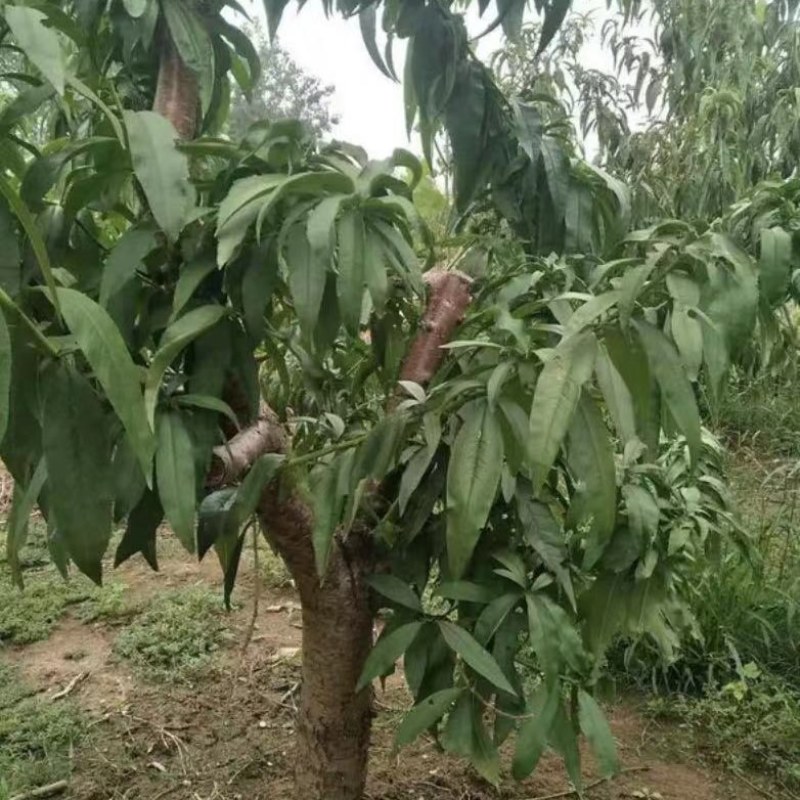 桃树