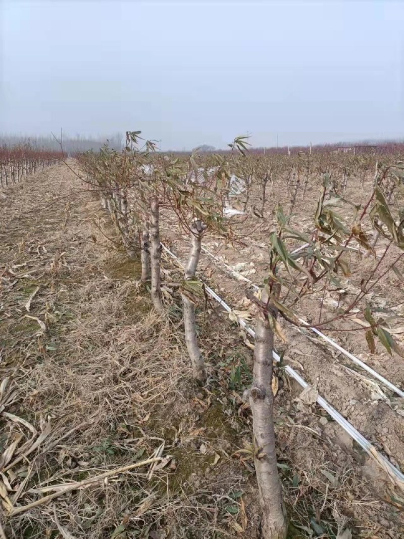 桃树