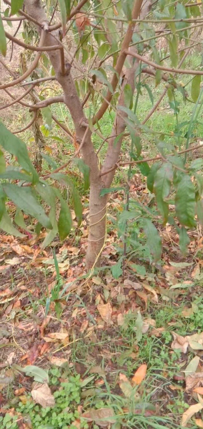 桃树