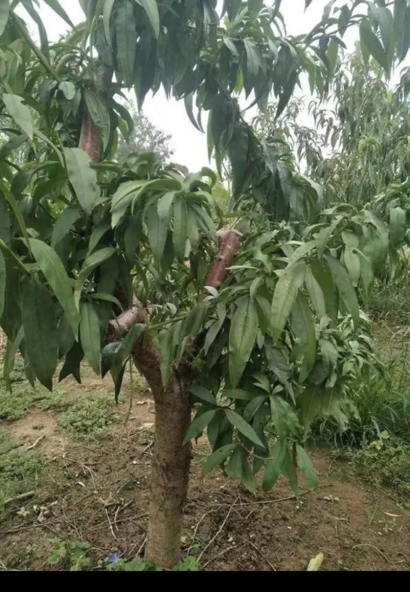 桃树